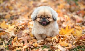 小学生が経験するドライアイの痛みを和らげる方法は？