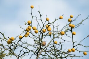 小学生のドライアイに効果的な目薬はどれですか？