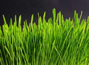 子どもが目が痛いときのスマホの使い方は？