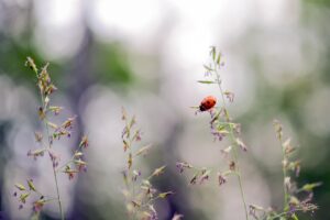 子どもが目を守るために眼科検診は必要？